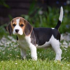 Beagle Dog Puppy Price in India