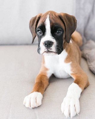 Boxer Dog Puppy Price in India