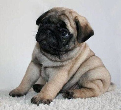 Pug Dog Puppy Price in India