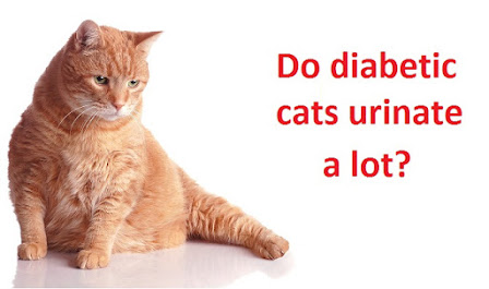  Do diabetic cats urinate a lot?