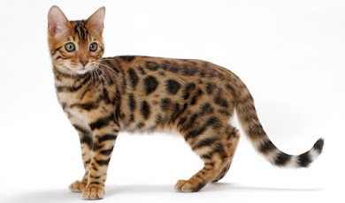 What is Bengal Cat Kitten Price in India?