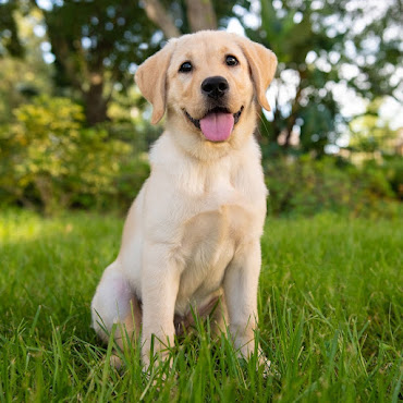 What is the biggest puppy in the litter called?