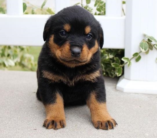 All You Need To Know About The Rottweiler Dog Breed