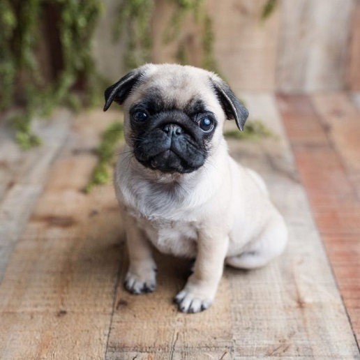 All You Need To Know About The Pug Dog Breed