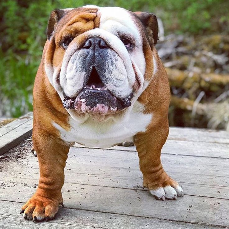All You Need To Know About The Bulldog Breed