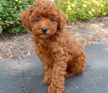 All You Need To Know About The Poodle Dog Breed