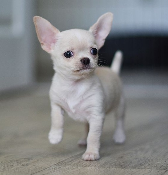 All You Need To Know About The Chihuahua Dog Breed