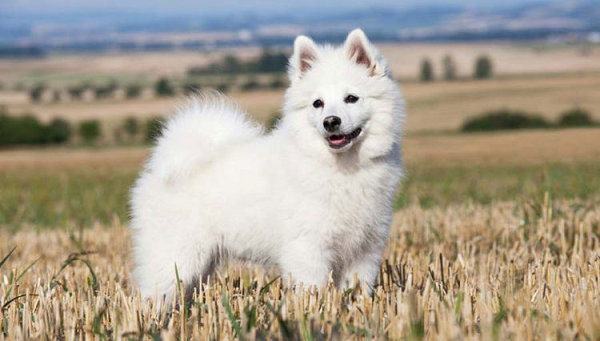 Indian Spitz Dog Puppy Price, Characteristics & Life Expectancy