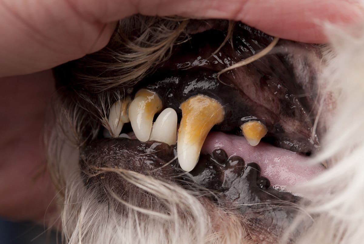 Periodontal Disease in Dogs - Symptoms, Causes, Treatment