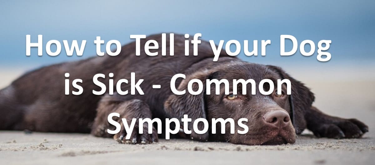 How to Tell if your Dog is Sick - Common Symptoms