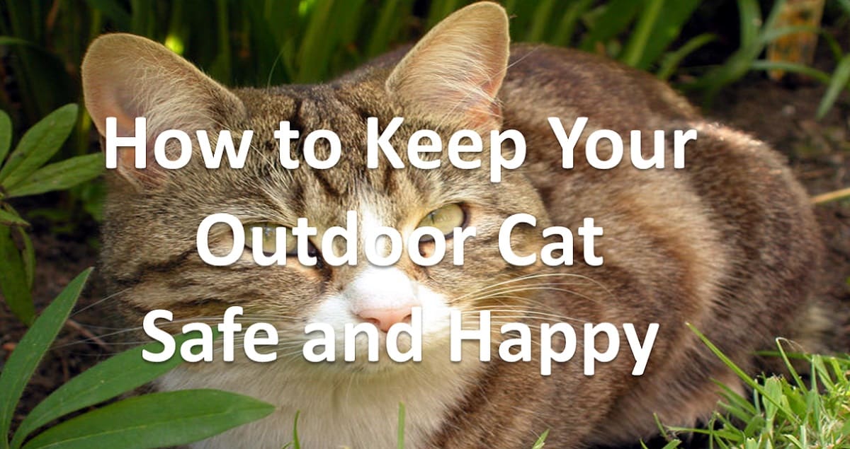 How to Keep Your Outdoor Cat Safe and Happy?