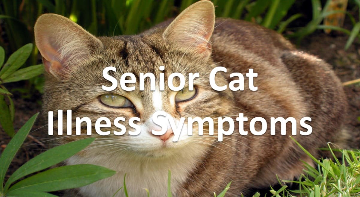 How to know my Senior Cat is Ill or Not? Symptoms