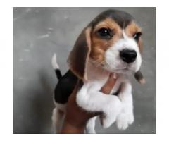 Beagle Puppy for sale in jaipur rajasthan