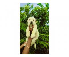 Labrador Dog Price in Pune, For Sale, Buy Online