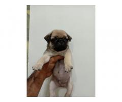Pug Puppy Available - 1