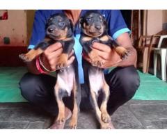 Doberman Puppy Available for Sale in Nipani
