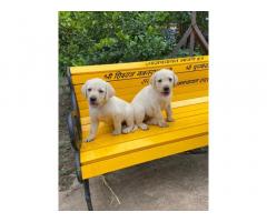 Labrador Price in Pune, Labrador Buy in Pune, Lab Dog Pune - 1