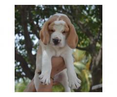 Heavy quality beagle female puppy available