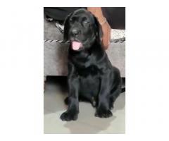 Labra puppy For sale, Labrador Karnal Haryana