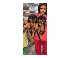 Rottweiler Price in Bhopal
