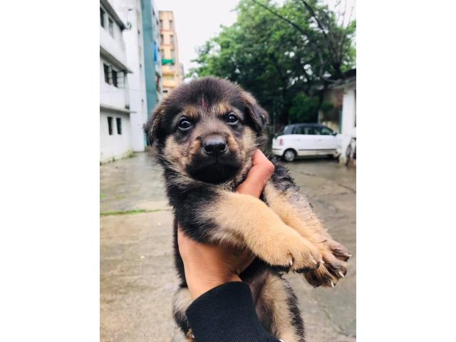 GSD Price in Bhopal, GSD For Sale in Bhopal - 1/2