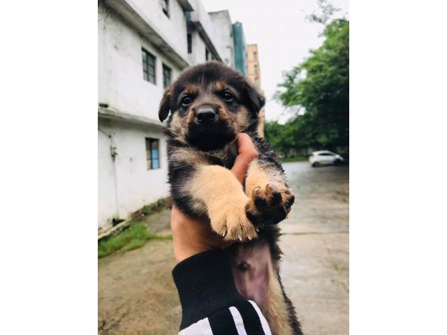 GSD Price in Bhopal, GSD For Sale in Bhopal - 2/2