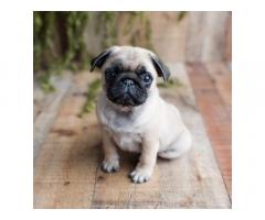 Buy Pug Puppies in Delhi, Pug Price in Delhi, For Sale