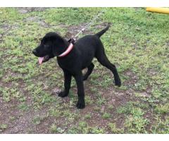 Black Labrador Puppy Price in Aurangabad, For Sale - 1