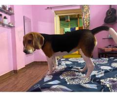 Beagle Dog breed Puppy Available - 1