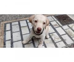 Labrador Price in Jammu, Buy Online, For Sale