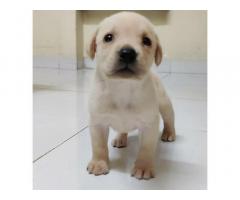 Labrador Price in Auraiya Uttar Pradesh, For Sale, Buy Labrador