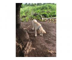 Labrador Retriever Price in Pune, For Sale, Buy Online, Lab Puppies