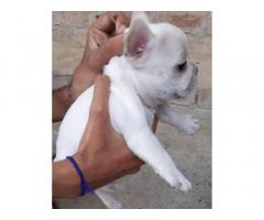 French White Bulldog Price in Ludhiana, For Sale, Buy Online