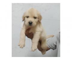 Labrador, Golden retriever Price in Pune, Buy, For Sale