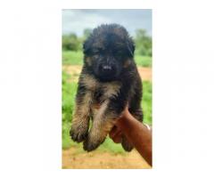 German Shepherd (GSD) available in chattisgarh