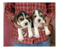 Beagle Puppy For sale