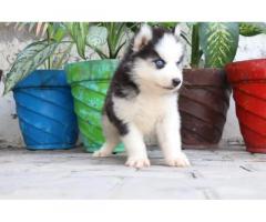 Husky Male and Female for sale in ludhiana punjab - 1