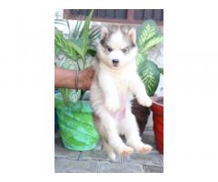 Husky Male and Female for sale in ludhiana punjab - 2