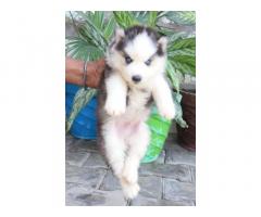 Husky Male and Female for sale in ludhiana punjab - 3