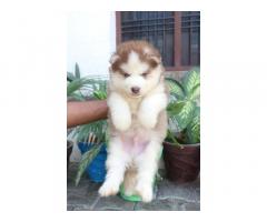 Husky Male and Female for sale in ludhiana punjab - 4