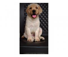 Labrador Male Puppy Price in Delhi, For Sale, Buy Online