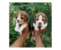 Beagle Puppy available in punjab - 1