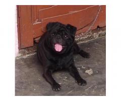 Pug Puppy Price in Ambala, For Sale, Buy Online - 1