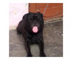 Pug Puppy Price in Ambala, For Sale, Buy Online - 2