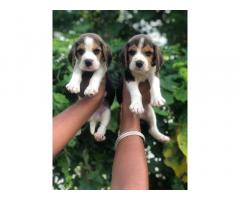 Beagle Puppy for sale in ludhiana - 1