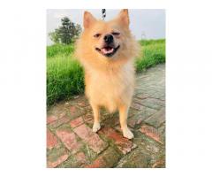 Pom Puppy Available For Sale in Ludhiana - 2