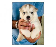 Husky Puppy Price in Malerkotla, For Sale, Buy Online - 1