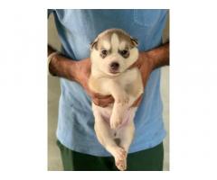 Husky Puppy Price in Malerkotla, For Sale, Buy Online - 2