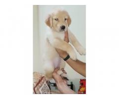 Golden Retriever Puppies Available for Sale Ratlam