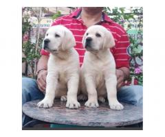 Labrador Male Puppy Price in Jalandhar Punjab